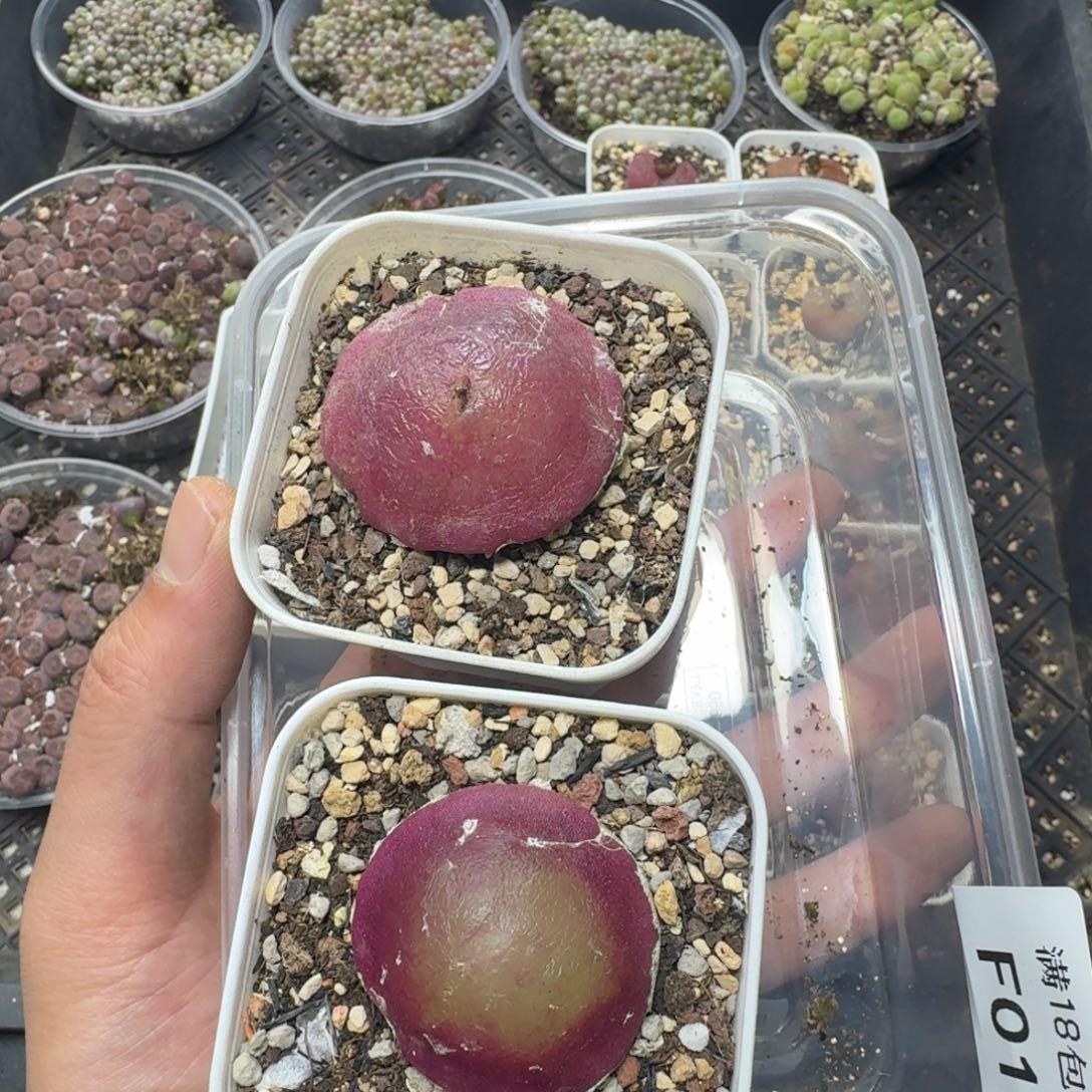 青*'F018 两颗大灯泡。稍微有点瑕