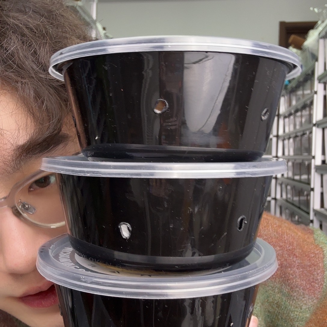 睫角守宫奶油三选一