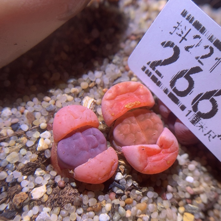 精品生石花221.266