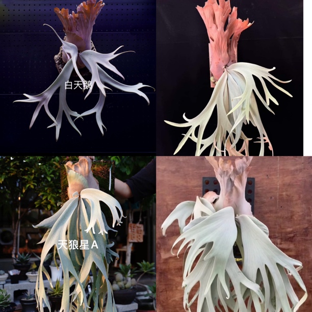 潮植棉花云白天鹅白妖爪天狼星Zero银狐月光水汽蓝皇后银猫