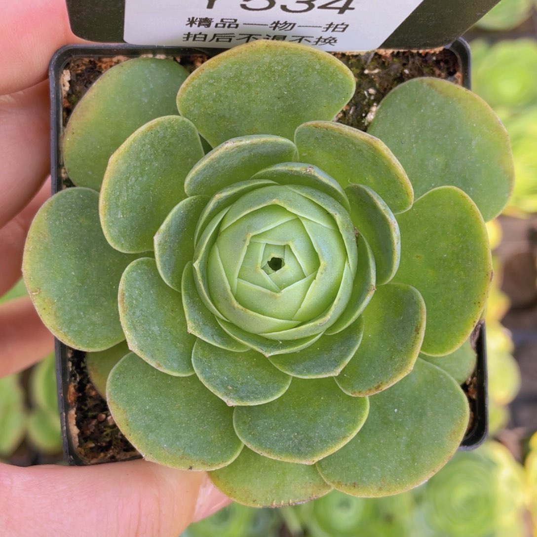 血精灵玫瑰一物一拍534