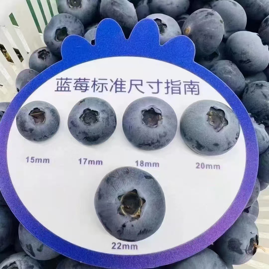四川大凉山L25花香蓝莓15mm.18mm.20mm.22mm果500g蓝莓同城送四川省