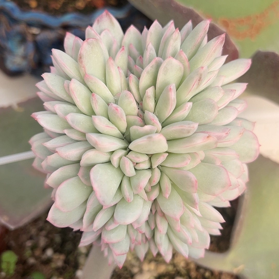 雨燕作锦嫁接多肉植物