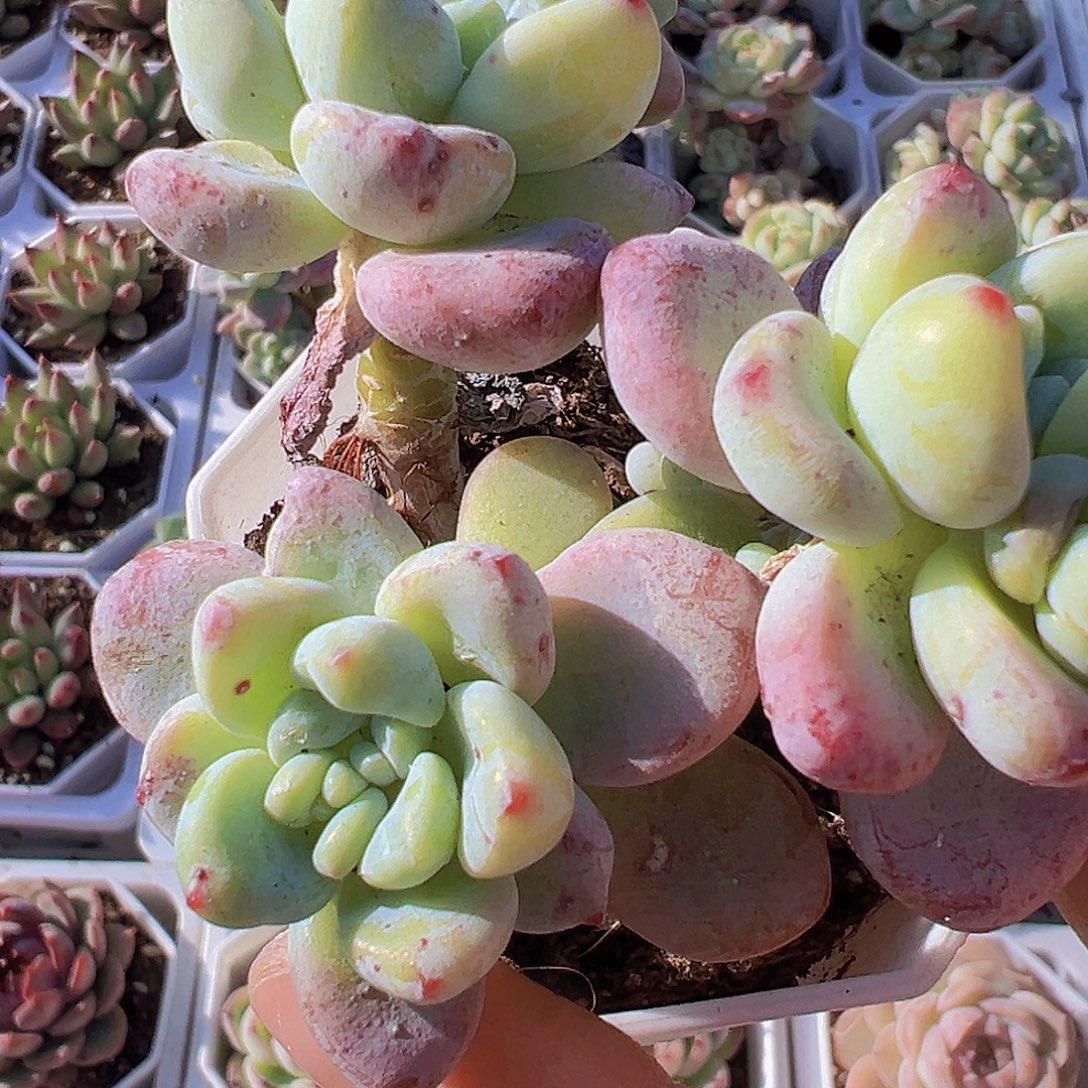 樱花罗琦19包邮多肉植物