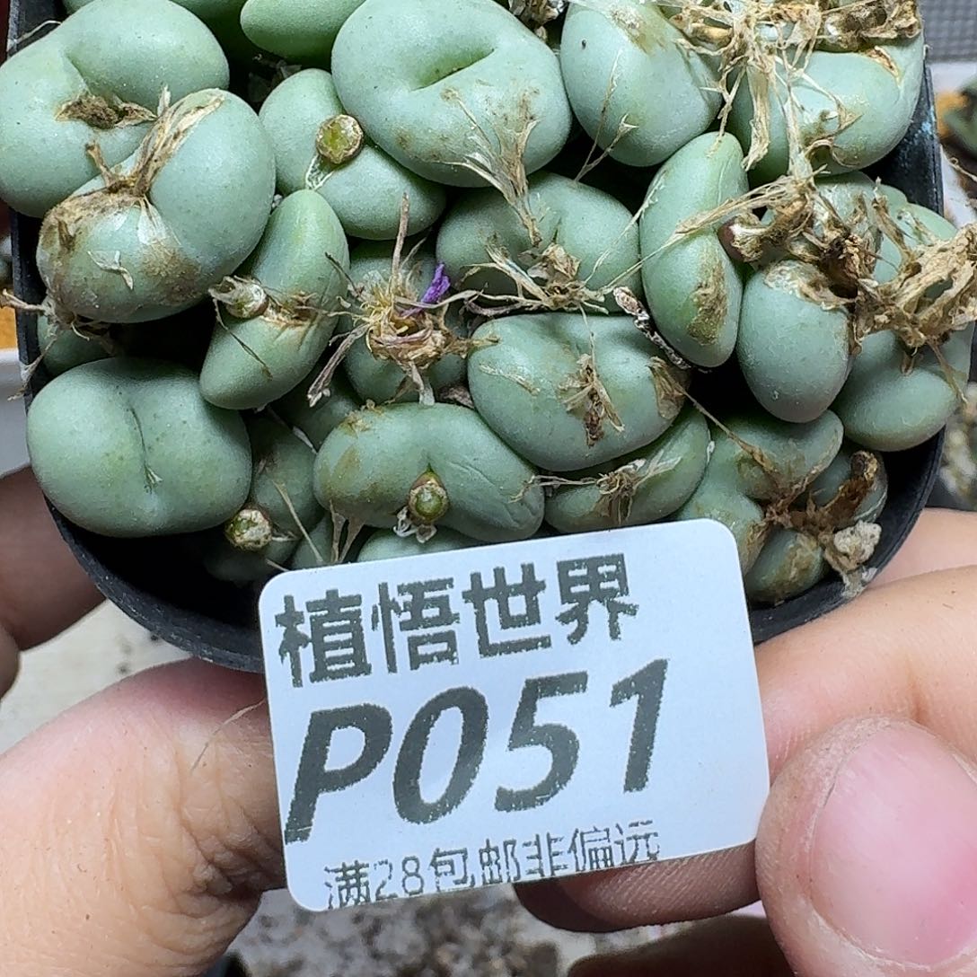 多肉植物的人生fhn