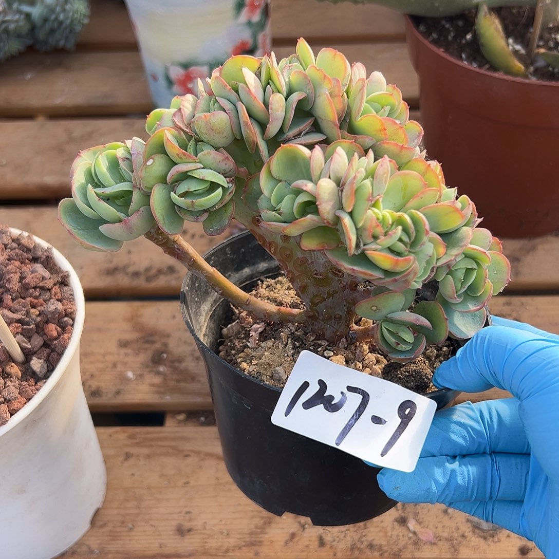 夜****1207-9碧桃缀多肉植物