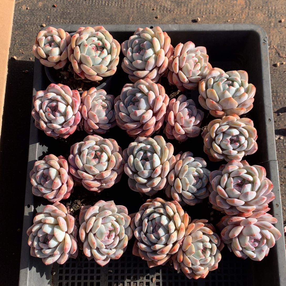 471号新疆西藏内蒙古不包邮的，