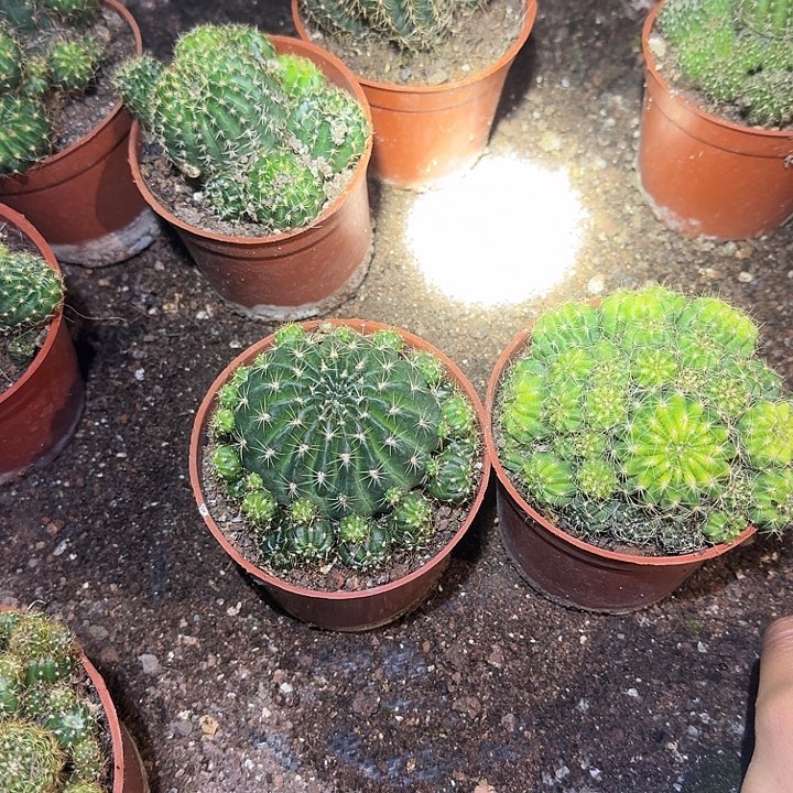 ๑***℘无花朵丽花哈哈哈哈哈哈哈哈哈