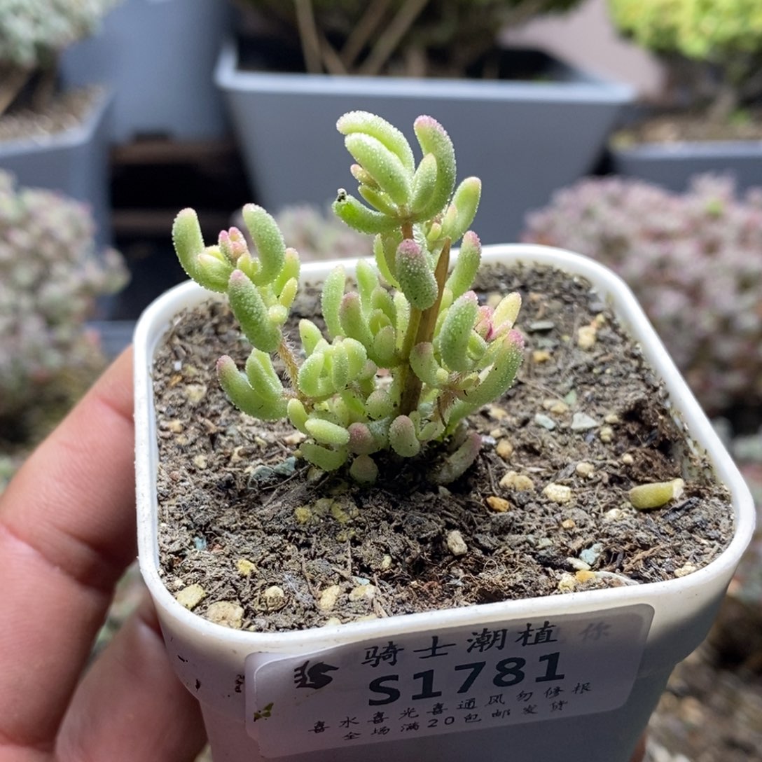 1781红宝石锦枝干番杏