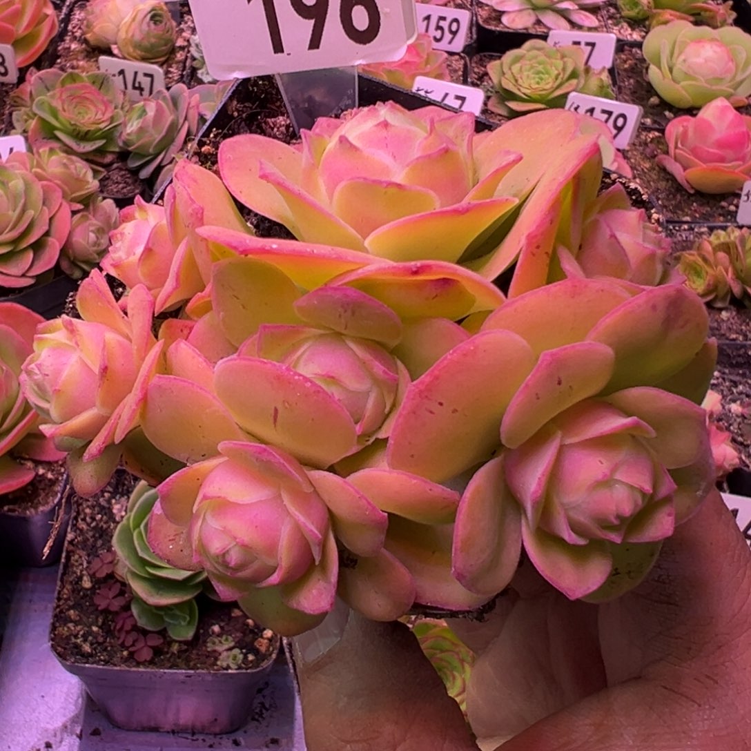 樱桃196山地玫瑰多肉