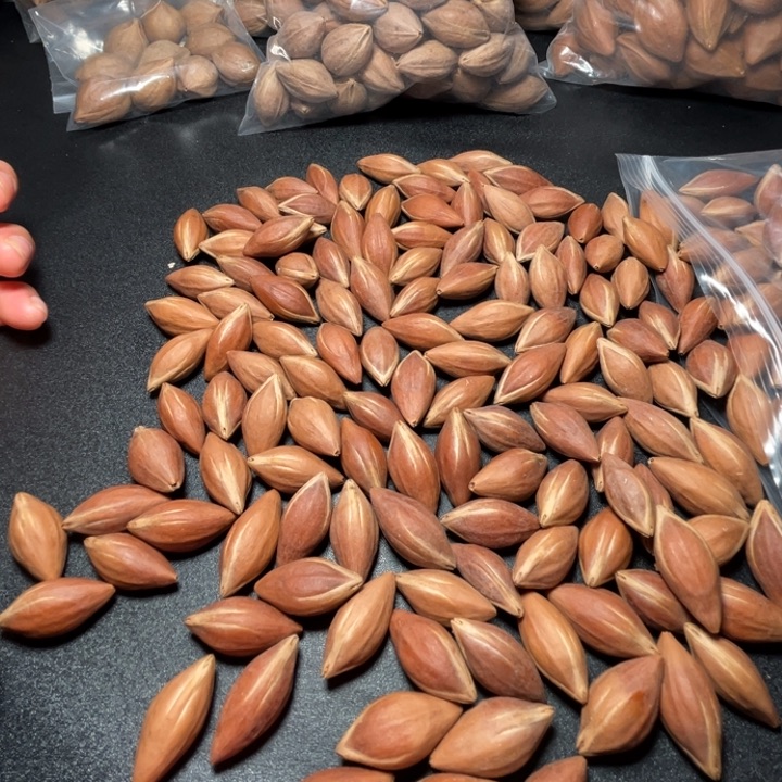 吉***里手串/手链猪牙我是