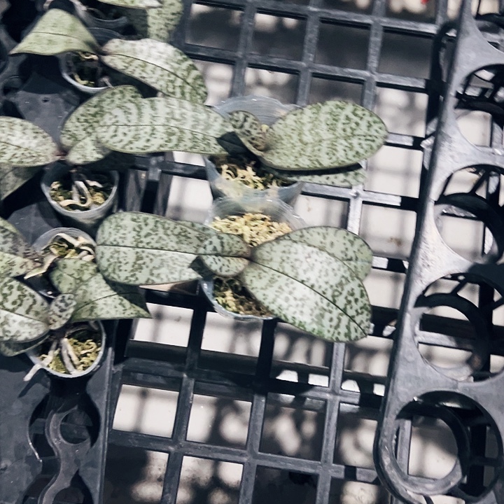 z***5不开花植物爱丽丝2.5