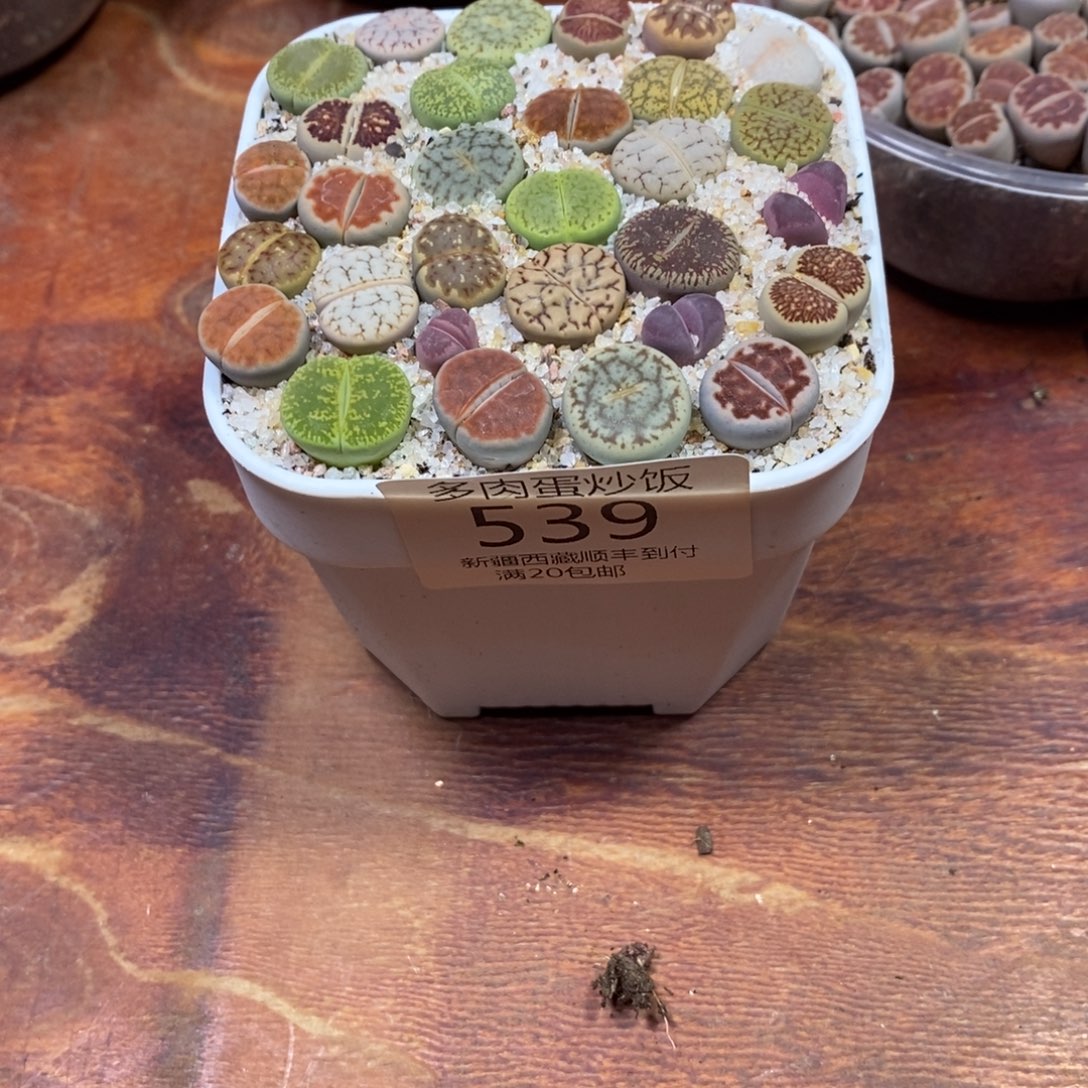 多肉蛋炒饭，感谢您相伴539