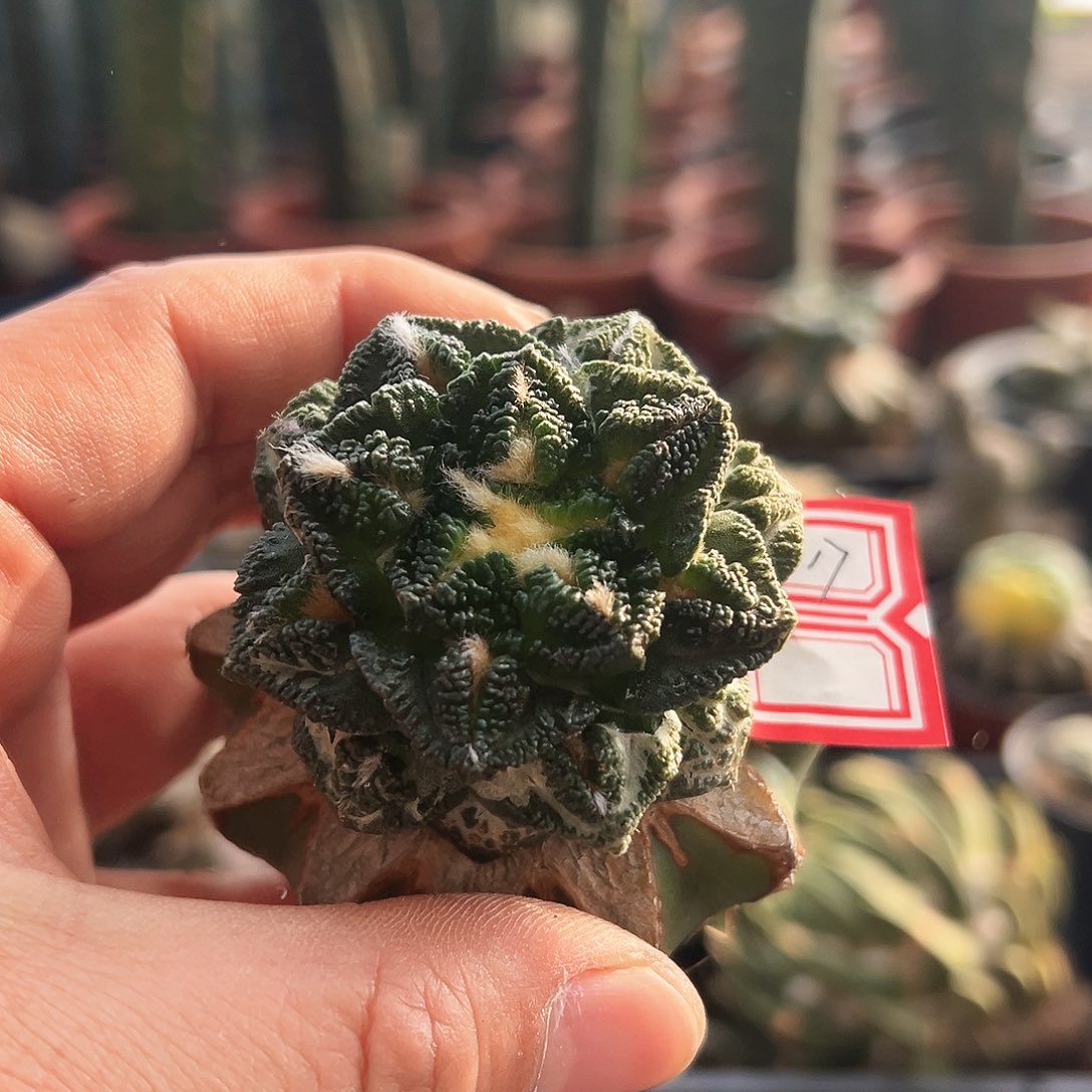 917辛顿新年快乐mmm