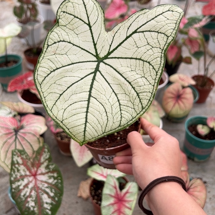 小***灰不开花植物A804不包种球大小不包叶损