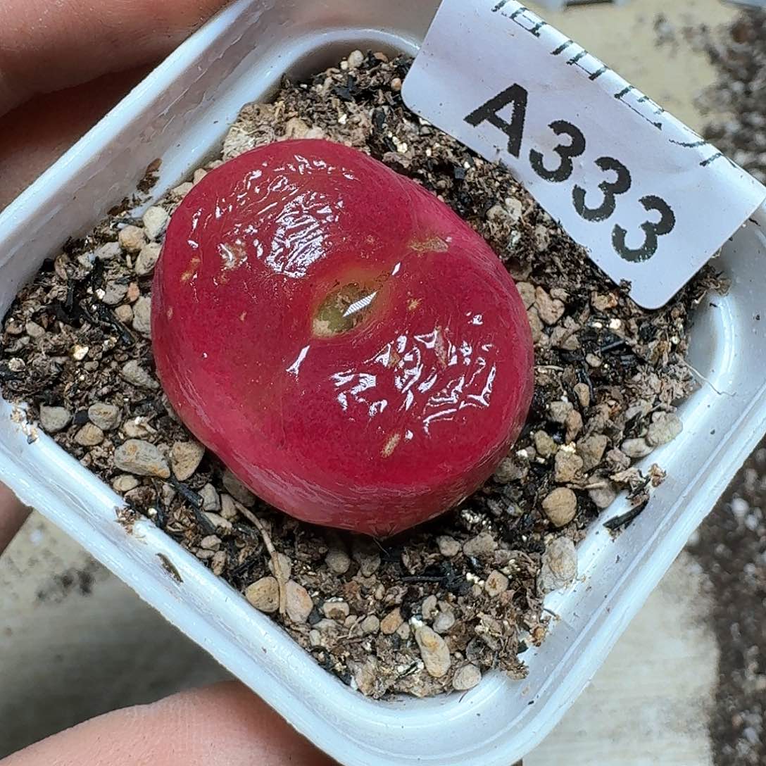 333号多肉植物哇cv