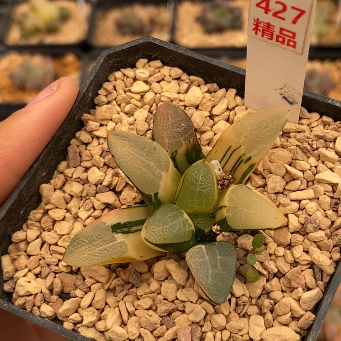 427网纹克多肉植物提取