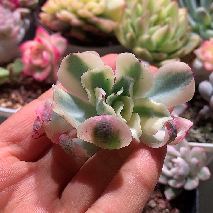 太妃苹果有全锦叶有根