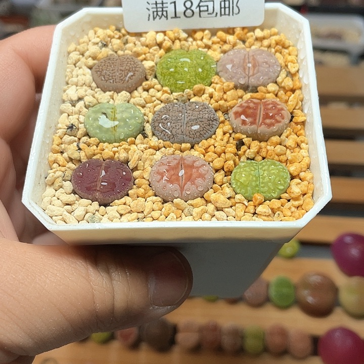 佳人园艺上福利了彩拼389