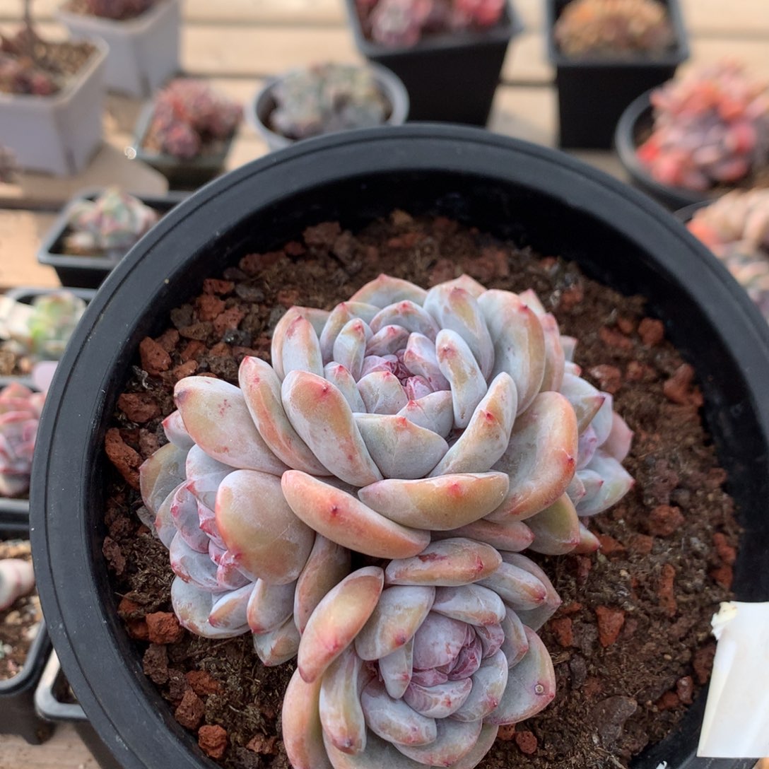 10厘米四头有砍紫皮石榴籽 54