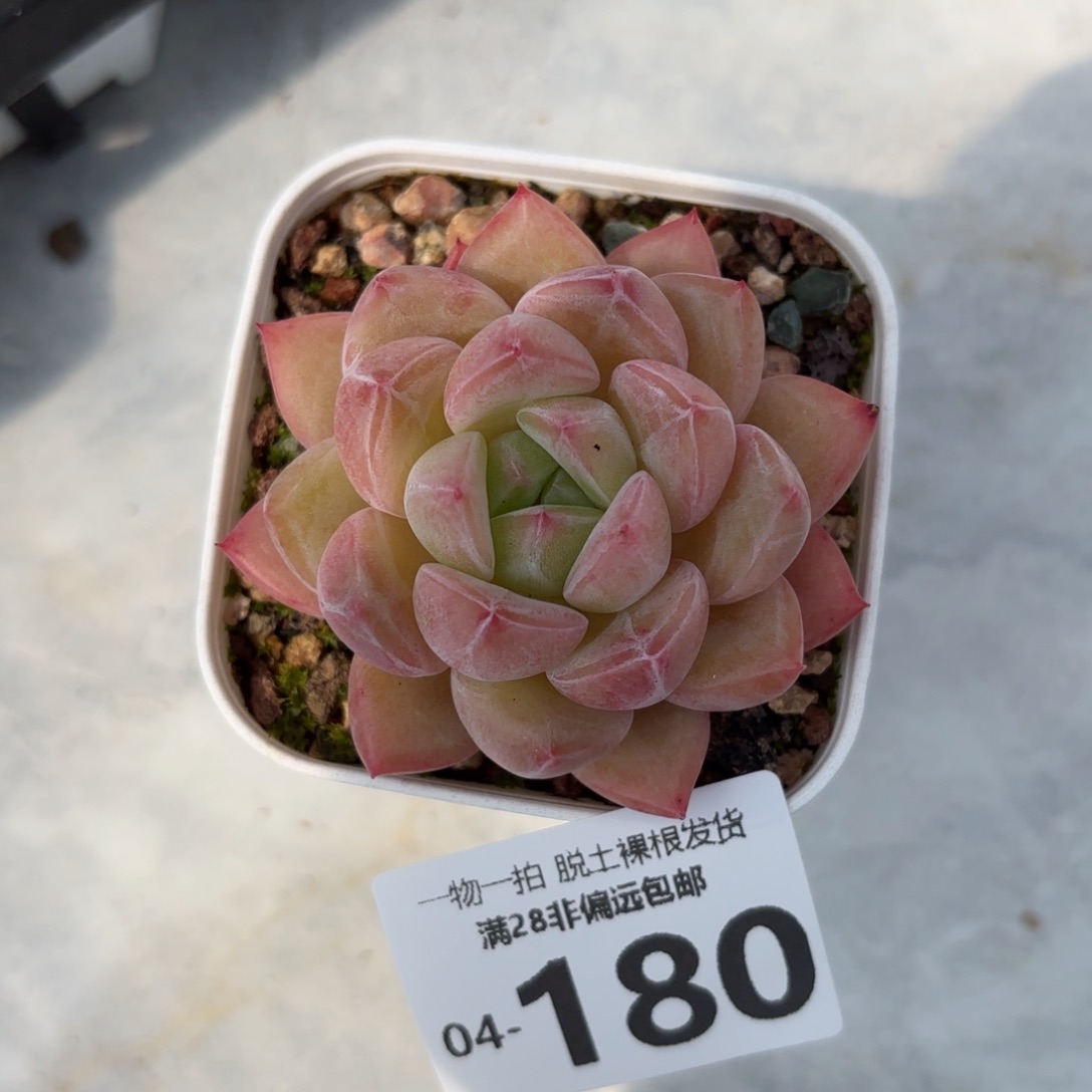 璇玑多肉多肉多肉