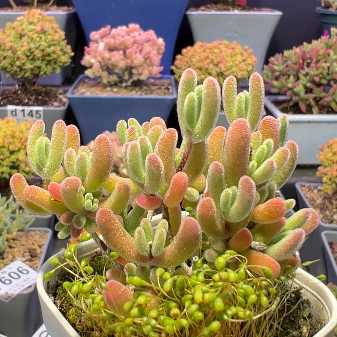 【闪购商品】忍****?d631闪闪枝干番杏