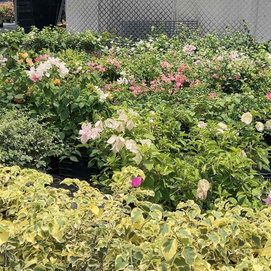 大部分开放少量花苞随机带竹一棵，10元