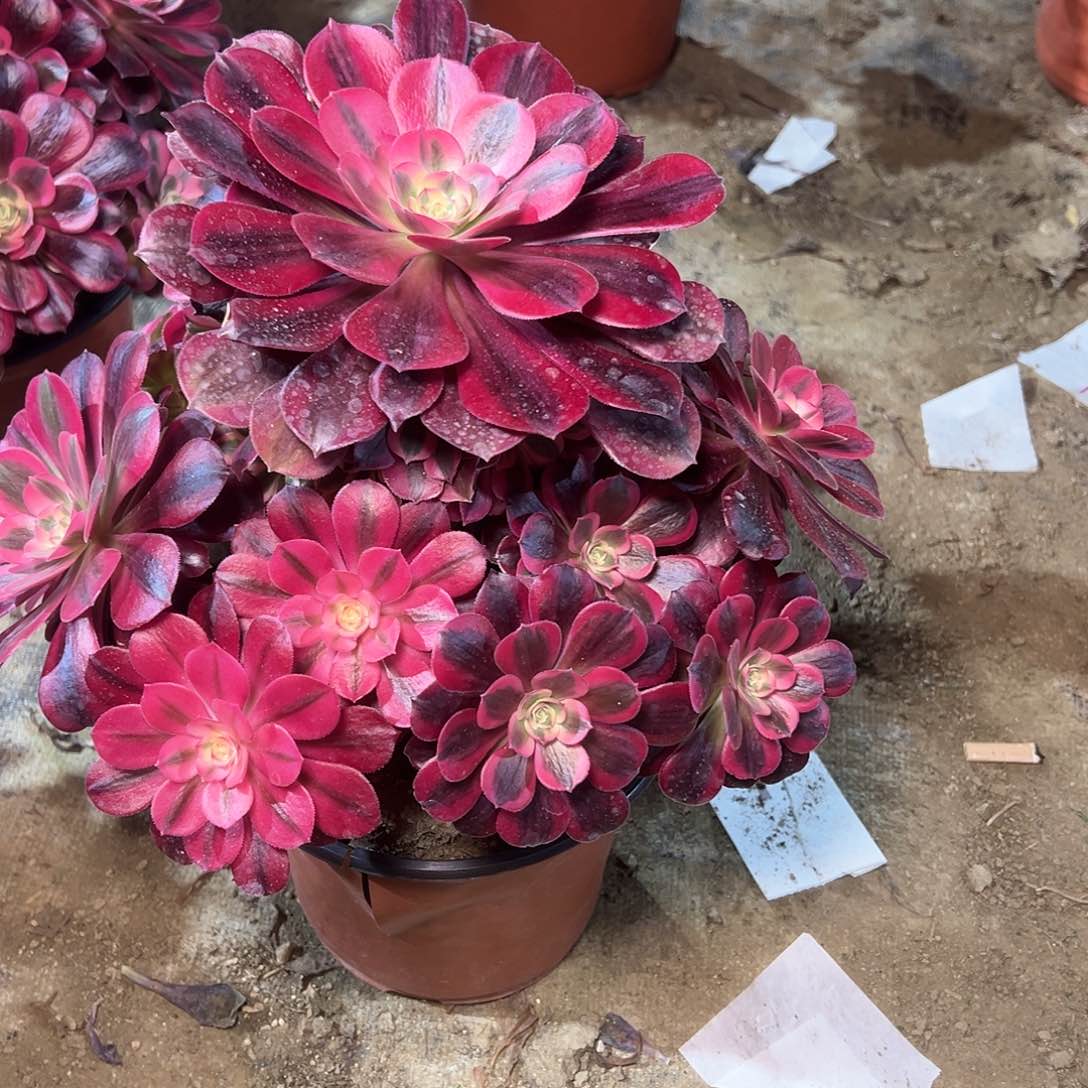 /***/87多肉00000000000000000