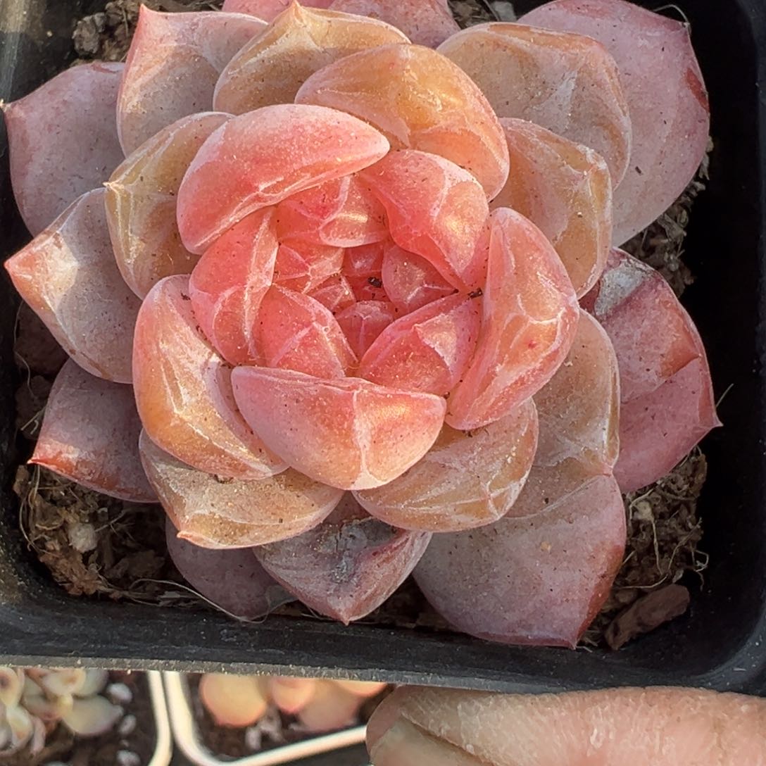 小卡拉米糖心一物一拍