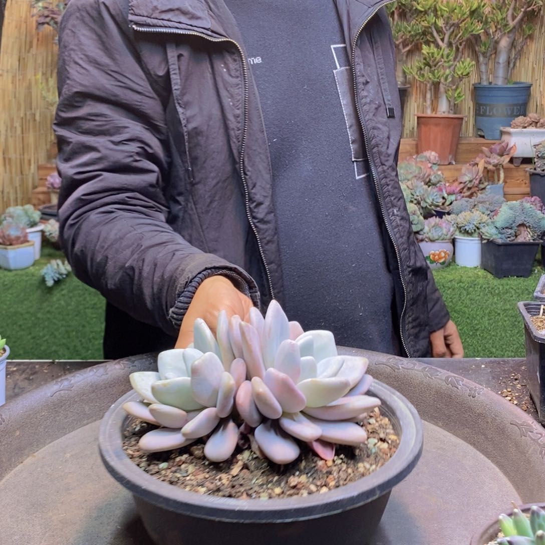 小***物331号粉兔0000