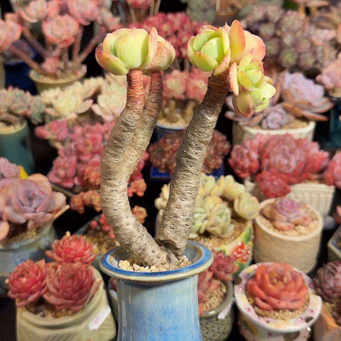 碧桃老桩8cm左右带盆