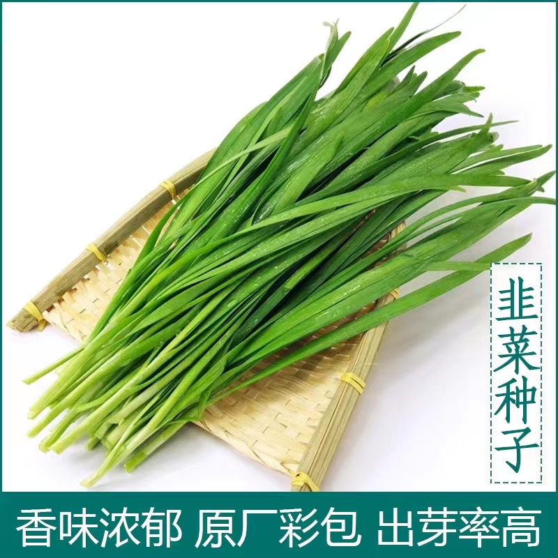 白根宽叶浓香雪韭菜老品种四季韭菜种子庭院种植四季耐寒蔬菜种子