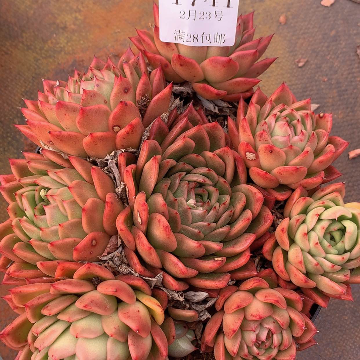 【闪购商品】云1741