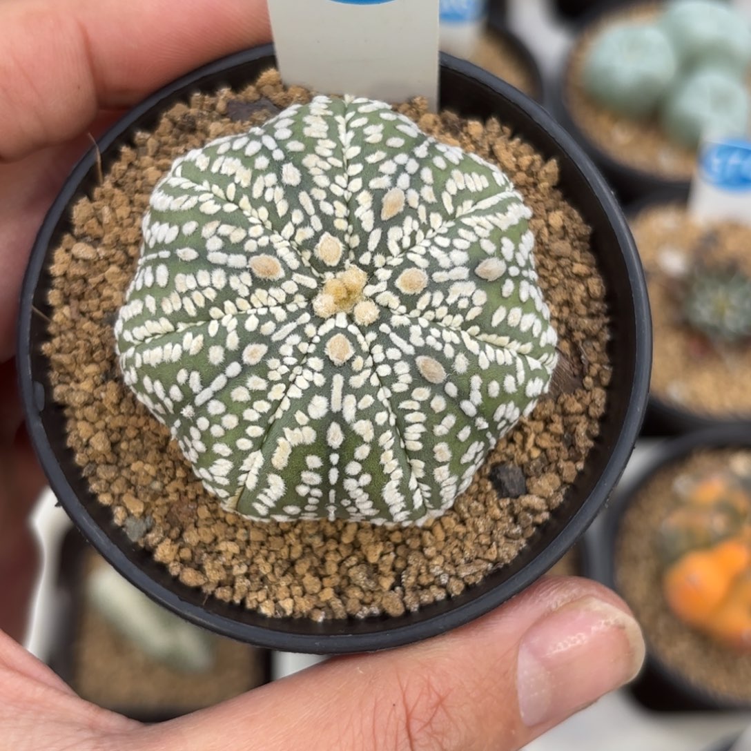 360实生海星超兜带盆带土