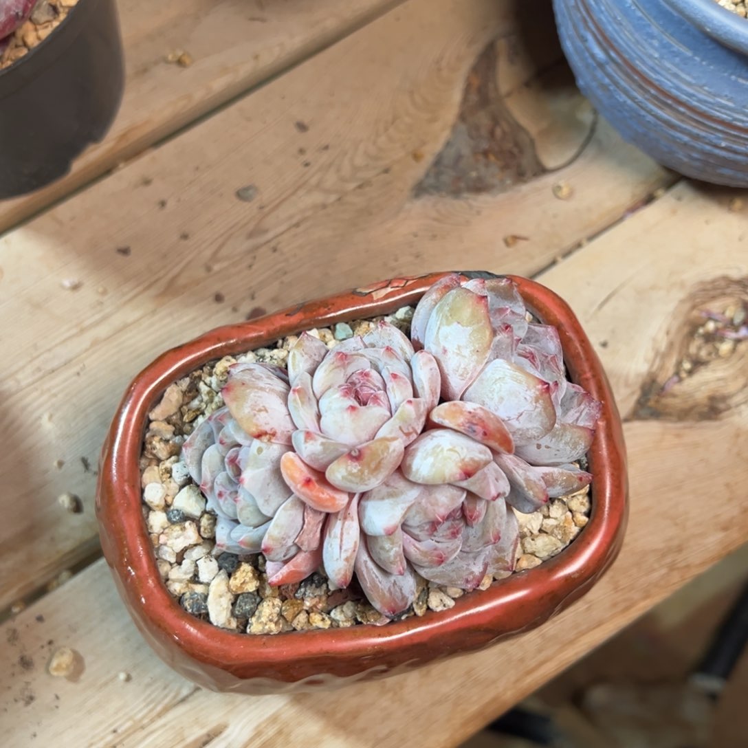 秒杀福利哈哈哈哈哈哈