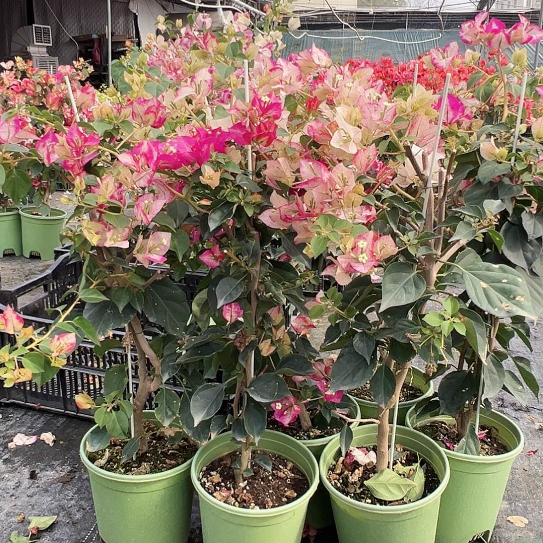 大部分花苞少量开放金娆带竹一颗