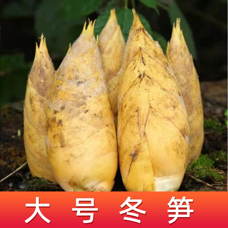 【大号冬笋】自家竹林基地新鲜冬笋直发 拒绝卖收购冬笋