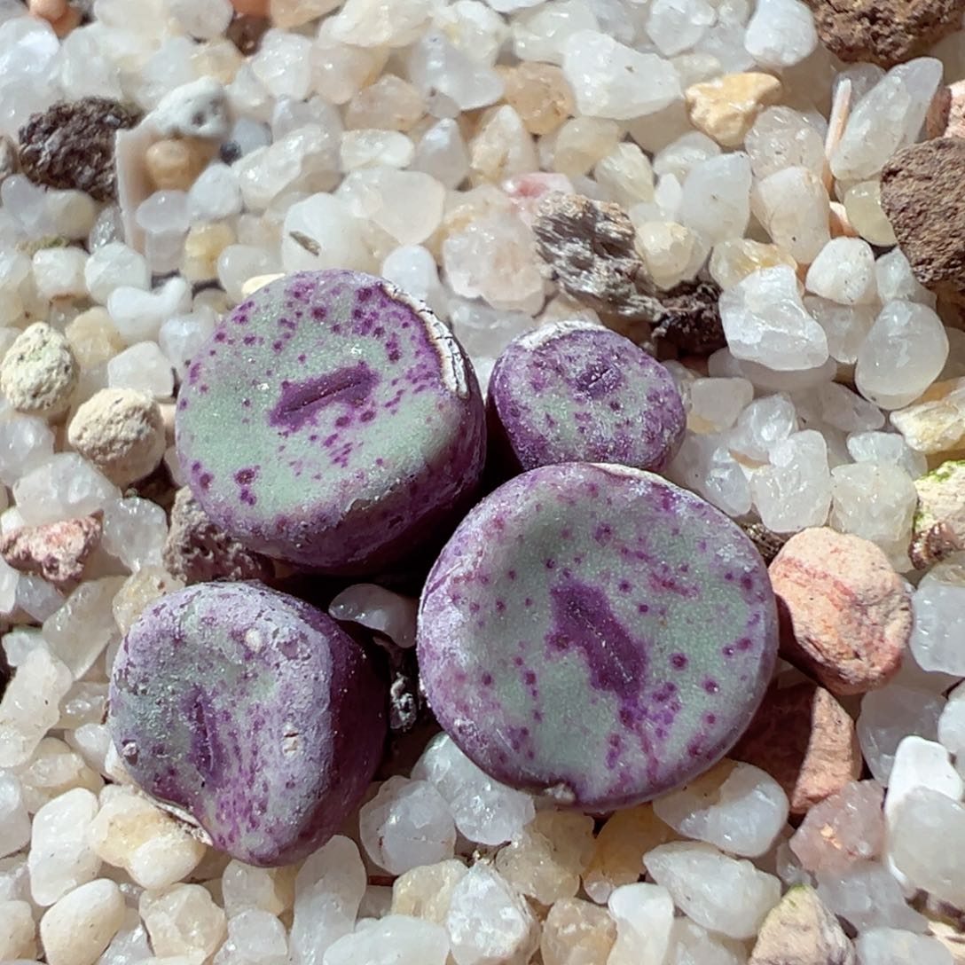 213-617.我是真的不