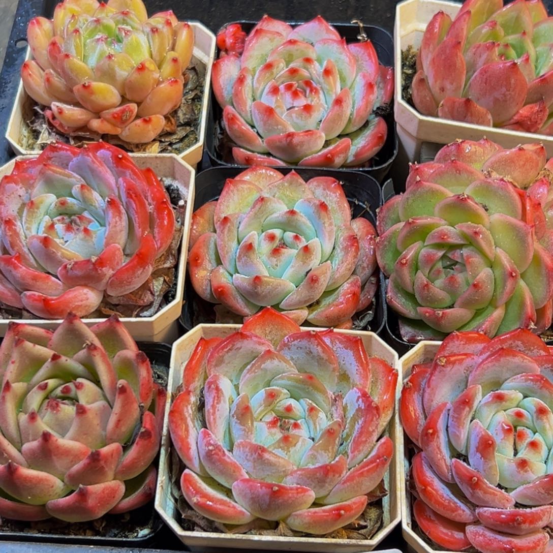 694多肉葡萄的味道是真的