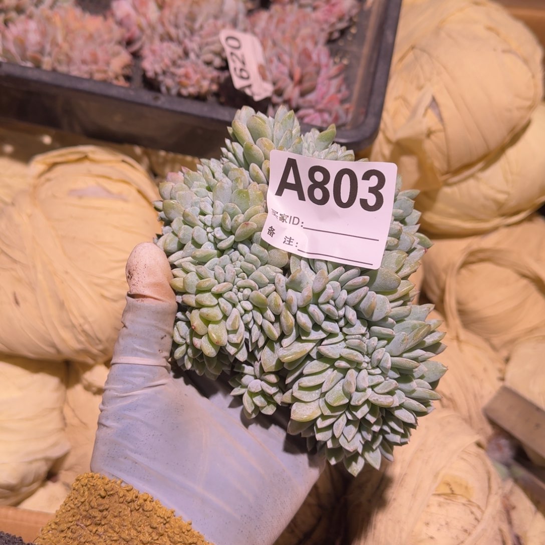 用****0星影缀化呀呀呀呀