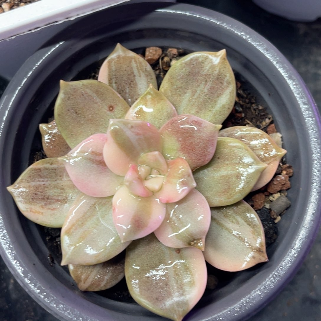 多肉特价华丽风车锦