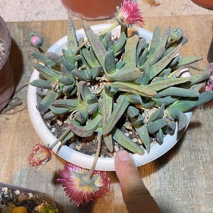 满38包邮2天凑单，脱土晾根发货多肉植物