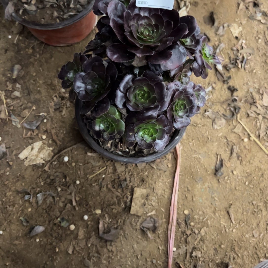 630黑豆多肉植物法师