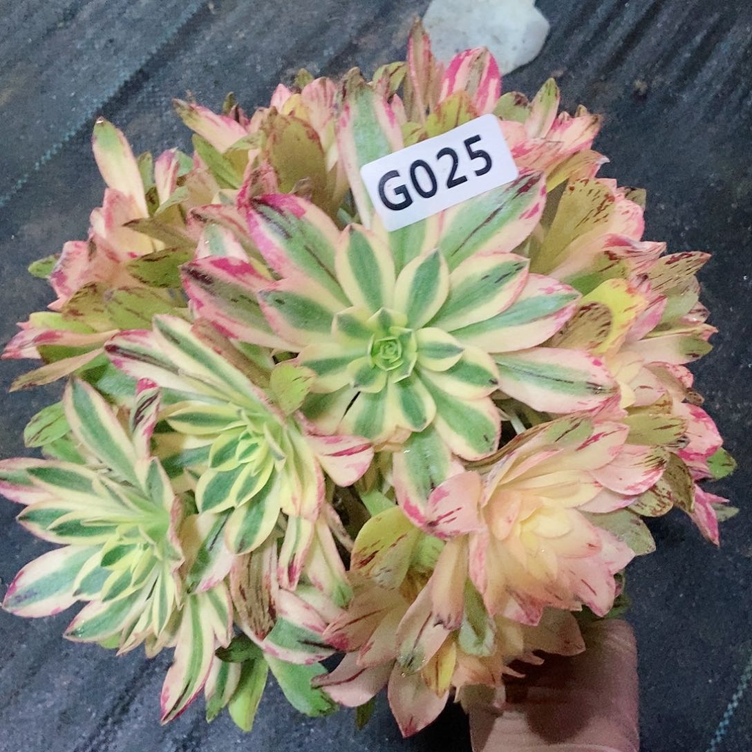 红陶025星月5多肉小颗