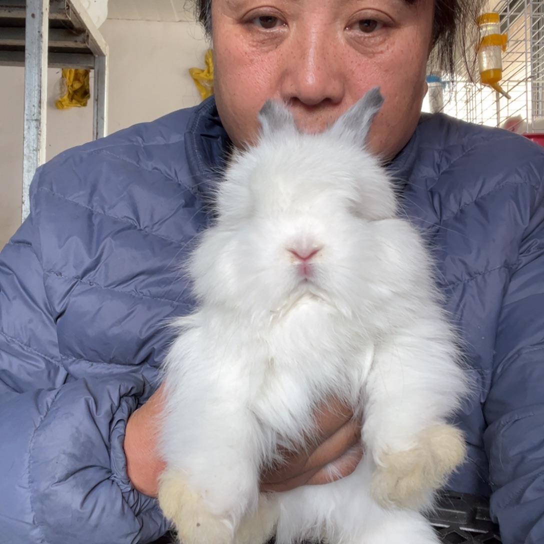 一***糕宠物兔英系安哥拉兔