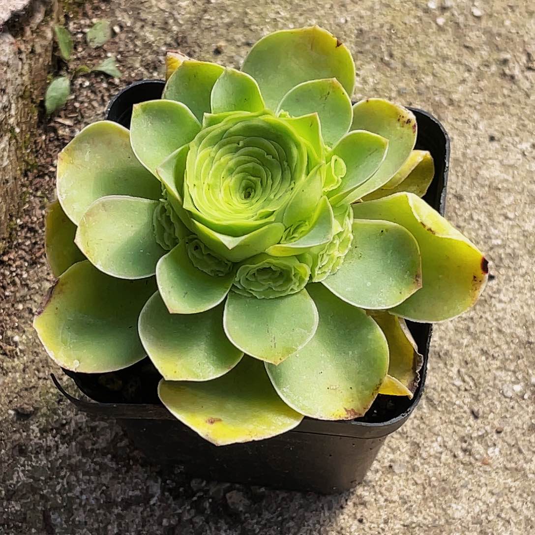 娅朵 满30元非偏远包邮 多肉