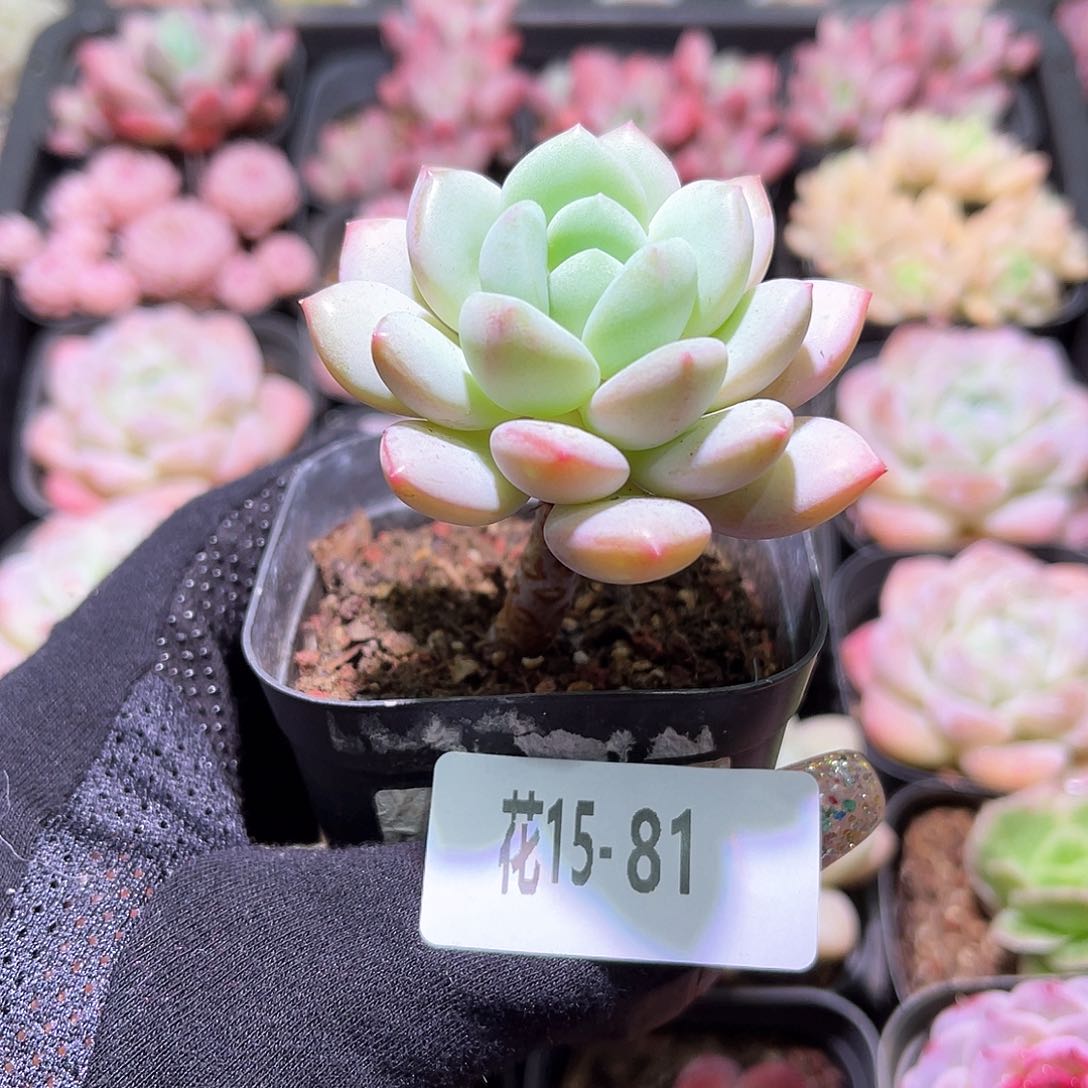 花利美15-81玉兔单头