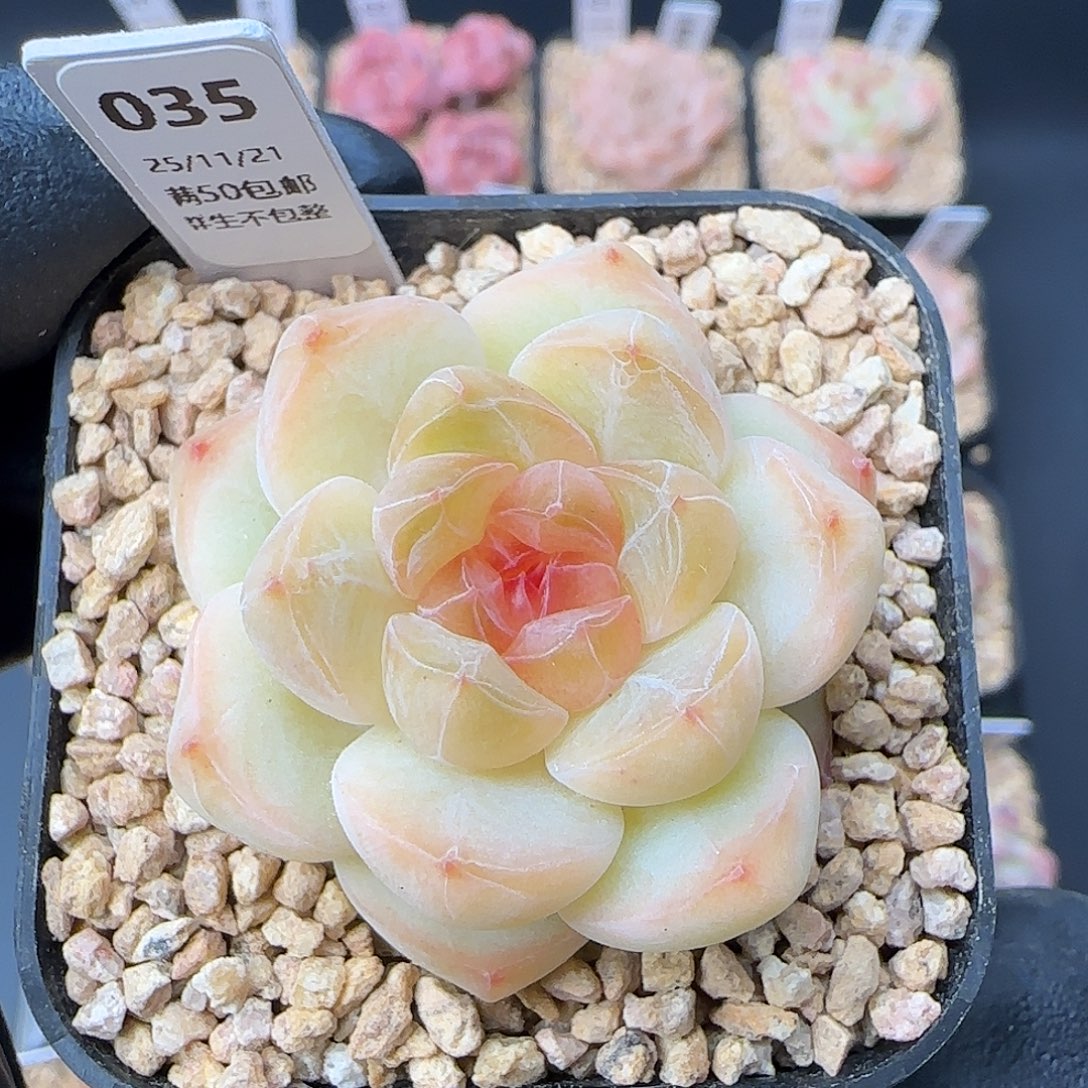 035   孤品   5厘米盆