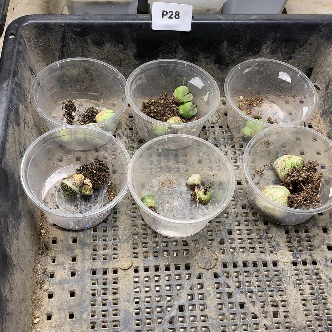 W****温P28多肉植物保护