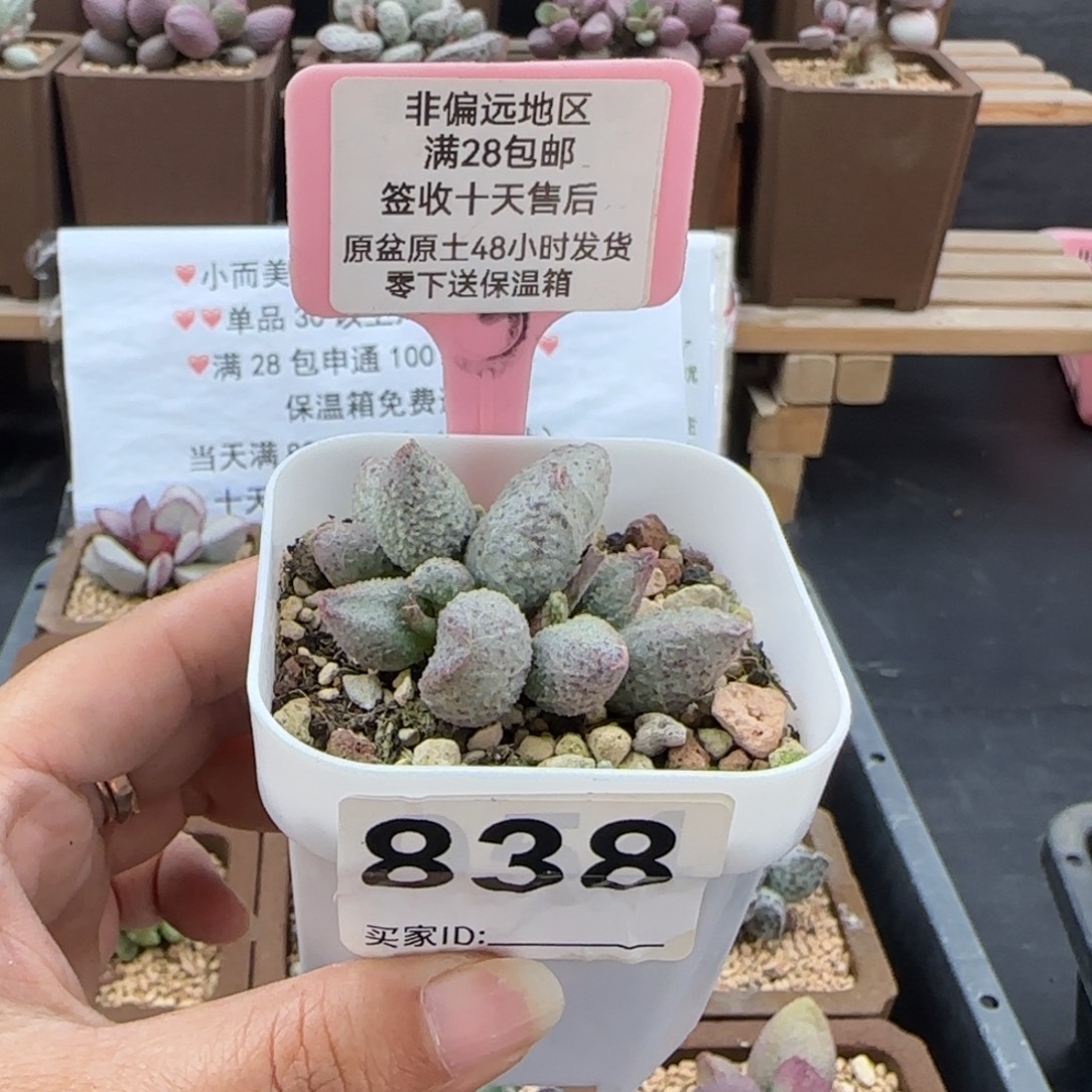 838翡翠哈莫杂多肉植物